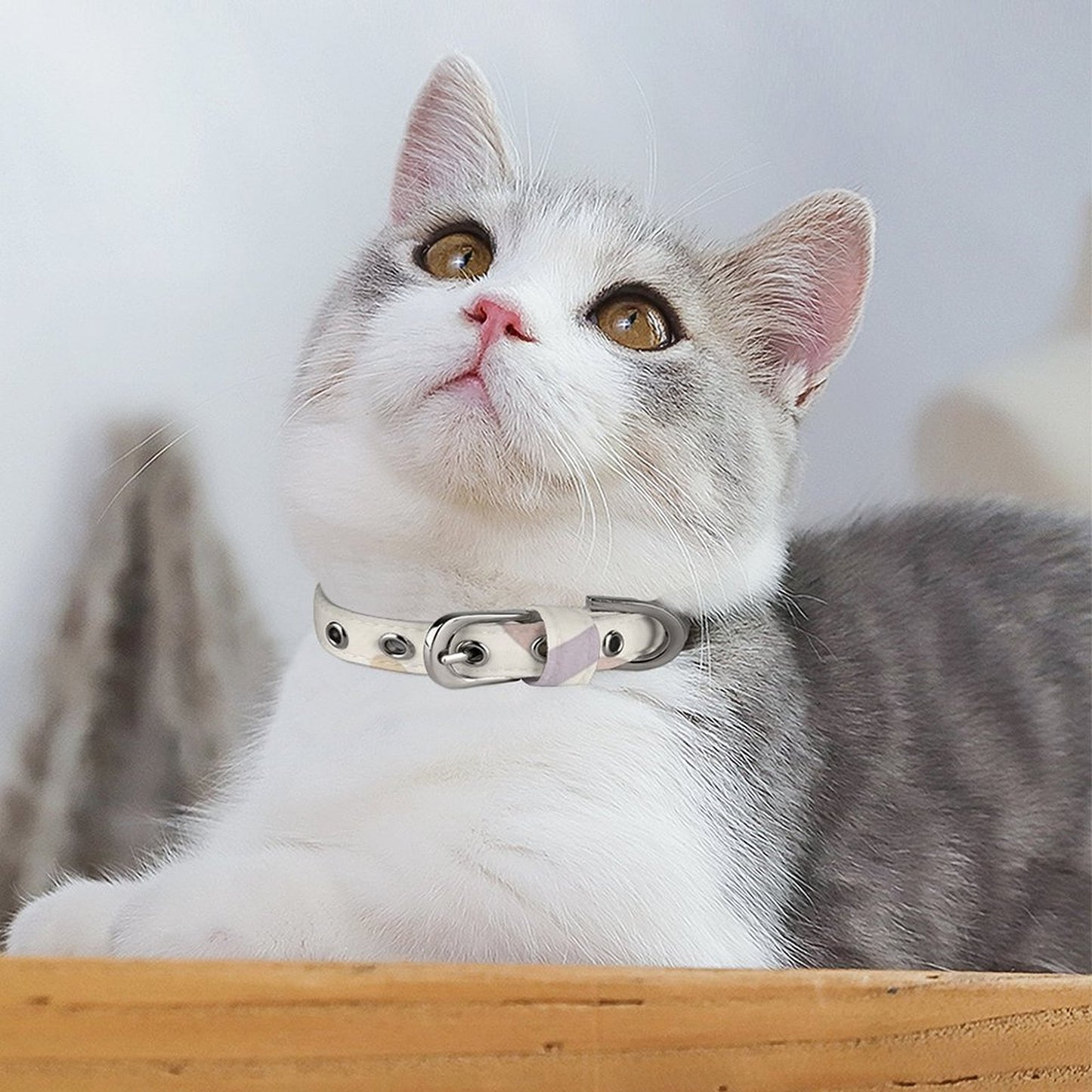 Design Pet collar (Q025 )